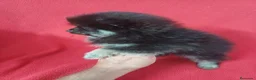 Pomerania perros en venta: Pomerania Mini Negro y Fuego  - Anuncio 2