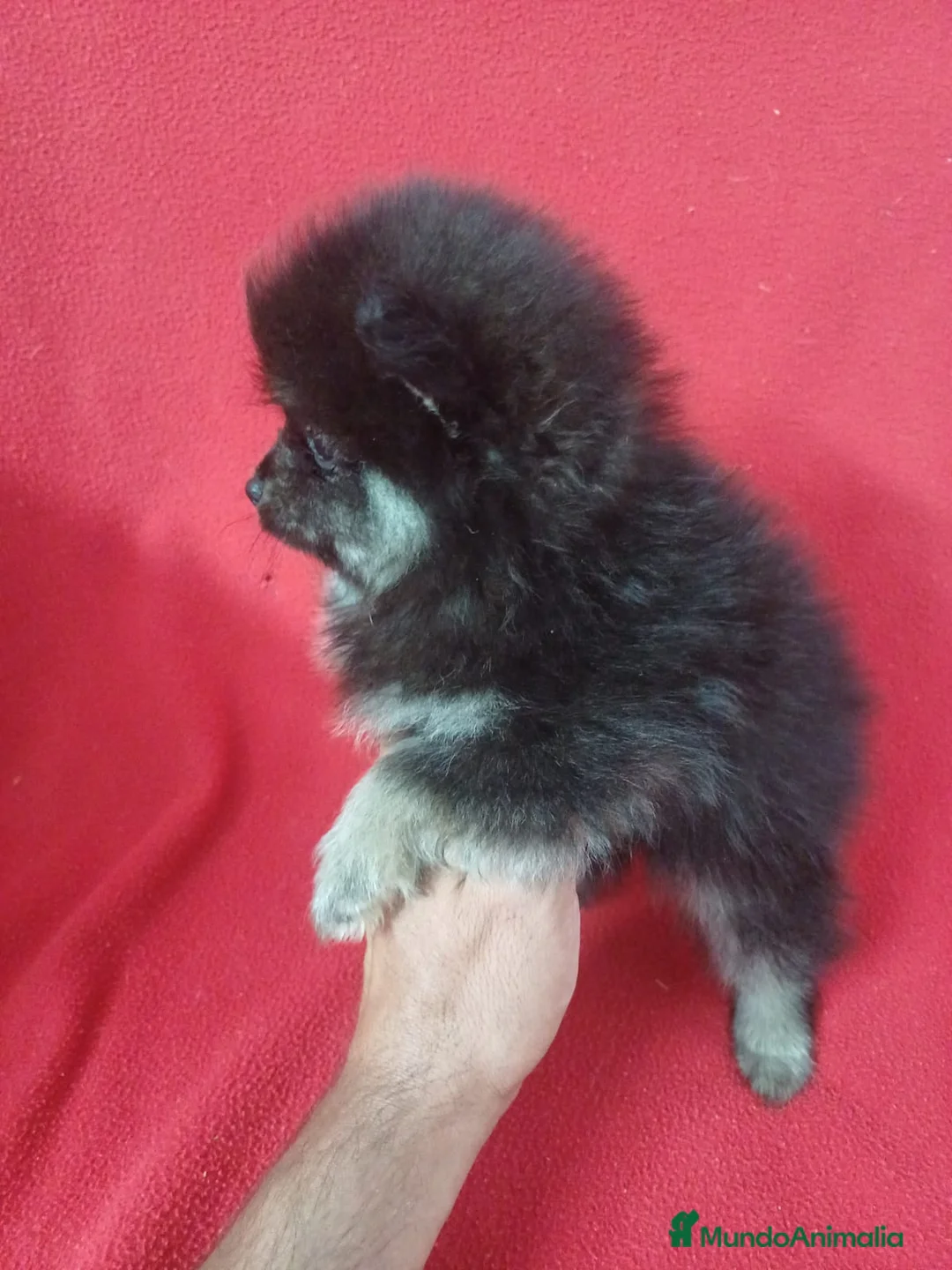 Pomerania perros en venta: Pomerania Mini Negro y Fuego  - Anuncio 2