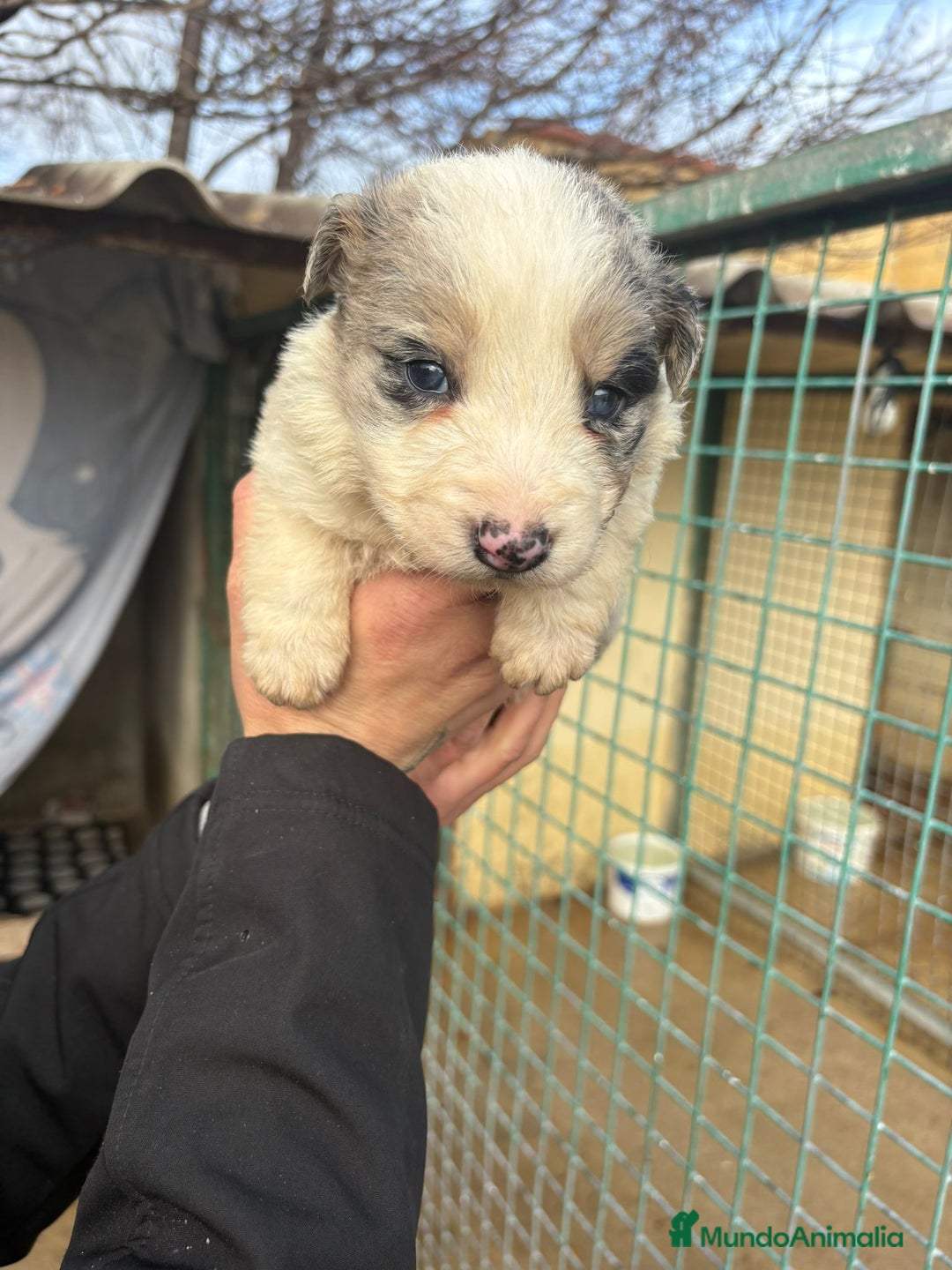Border Collie perros en venta: Cachorro macho border collie merle  - Anuncio 12