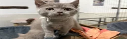 Británico de Pelo Corto gatos en venta: British Shorthair Azul y Lilac  - Anuncio 13