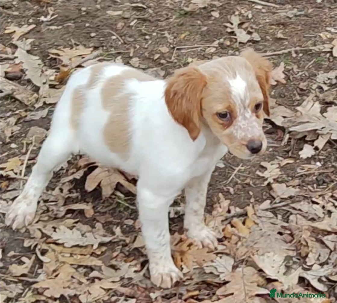 Épagneul Breton perros CACHORRAS EPAGNEUL BRETON  - Anuncio 2