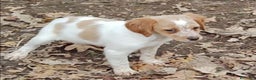 Épagneul Breton perros en venta: CACHORRAS EPAGNEUL BRETON  - Anuncio 2