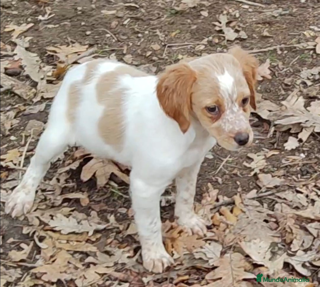 Épagneul Breton perros en venta: CACHORRAS EPAGNEUL BRETON  - Anuncio 2