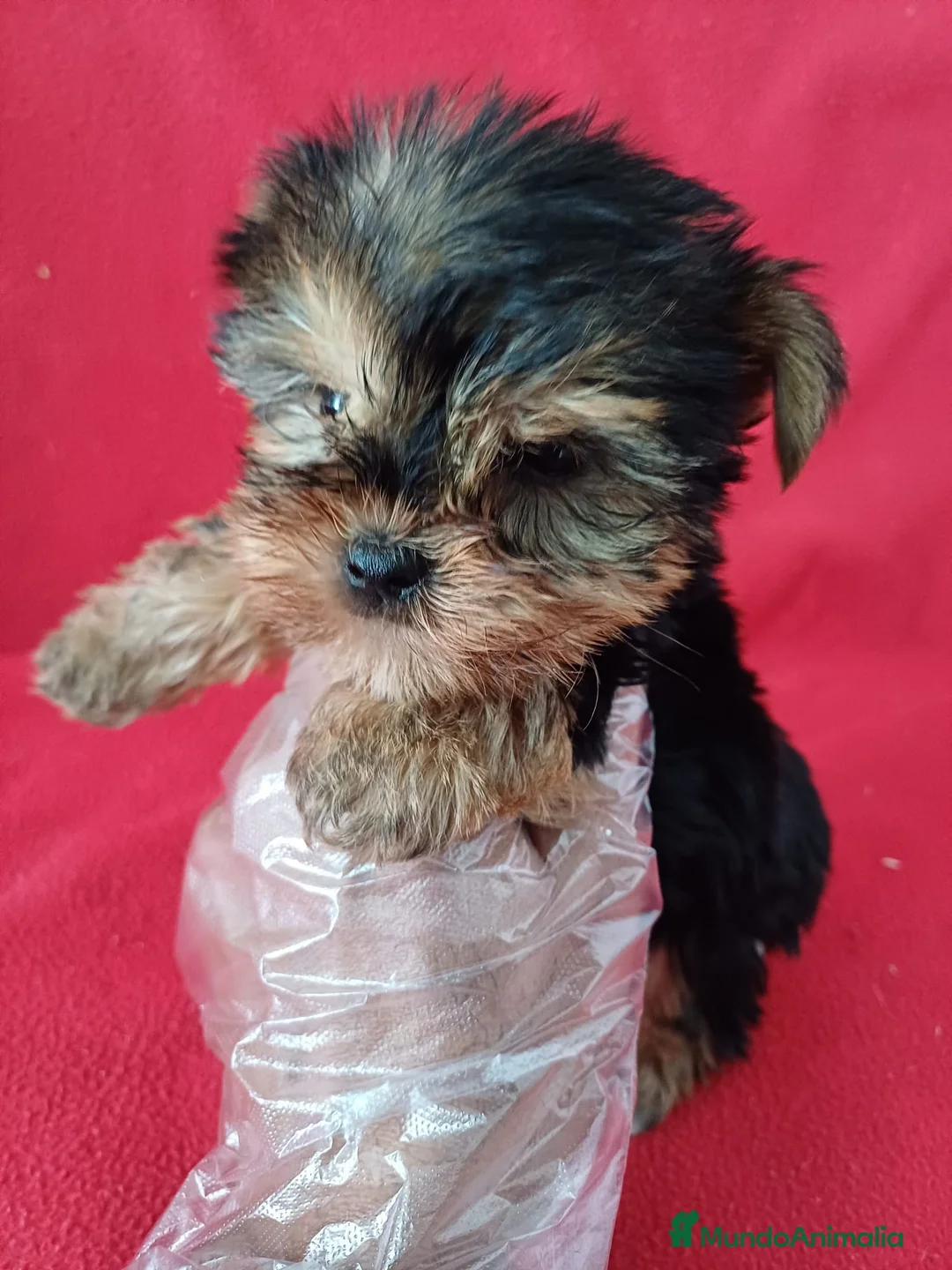 Yorkshire Terrier perros en venta: Yorkshire Terrier Mini  - Anuncio 2