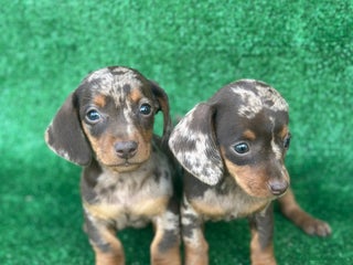 Teckel Miniatura perros Teckel - Anuncio 1