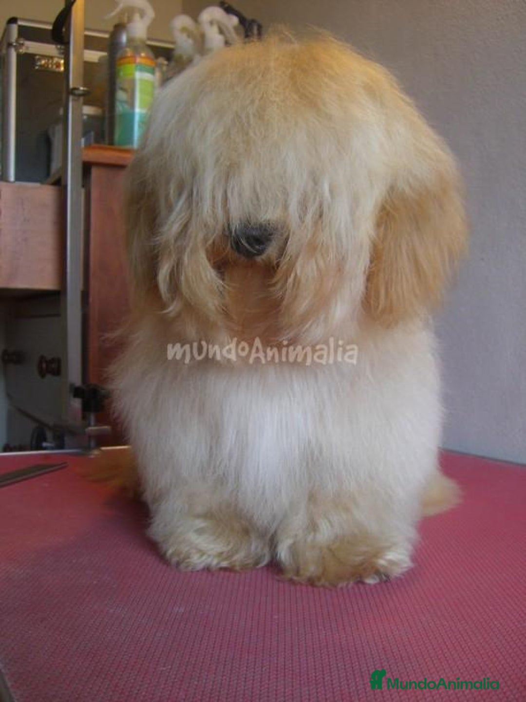 Imagen de galería {{count}}