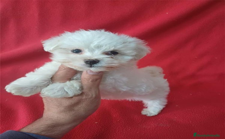 Bichón Maltés perros - Anuncio 3