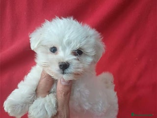 Bichón Maltés perros - Anuncio 10