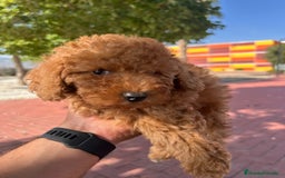 Caniche Toy perros en venta: CANICHE TOY ROJA - Imagen 2