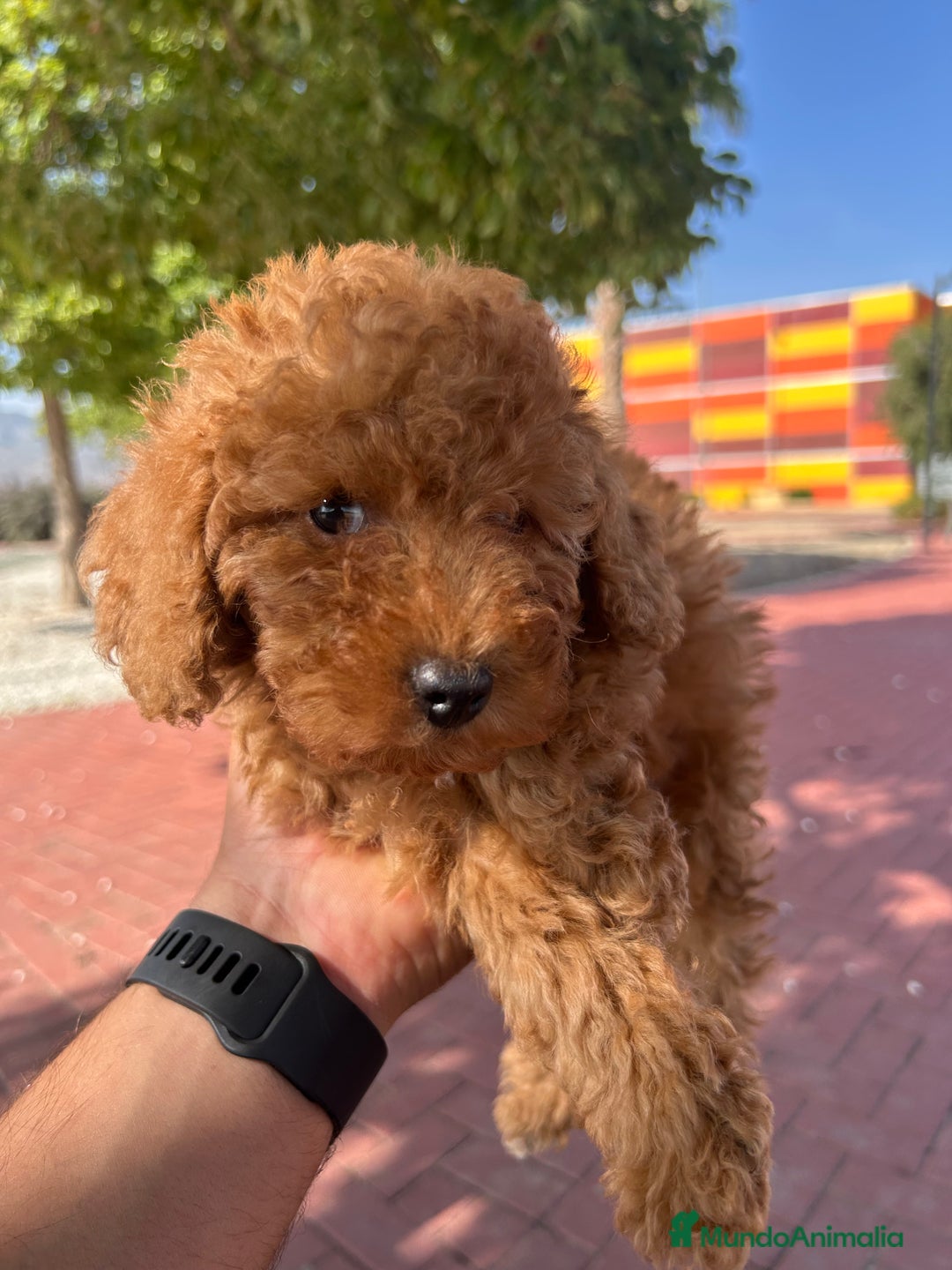 Caniche Toy perros en venta: CANICHE TOY ROJA - Imagen 2