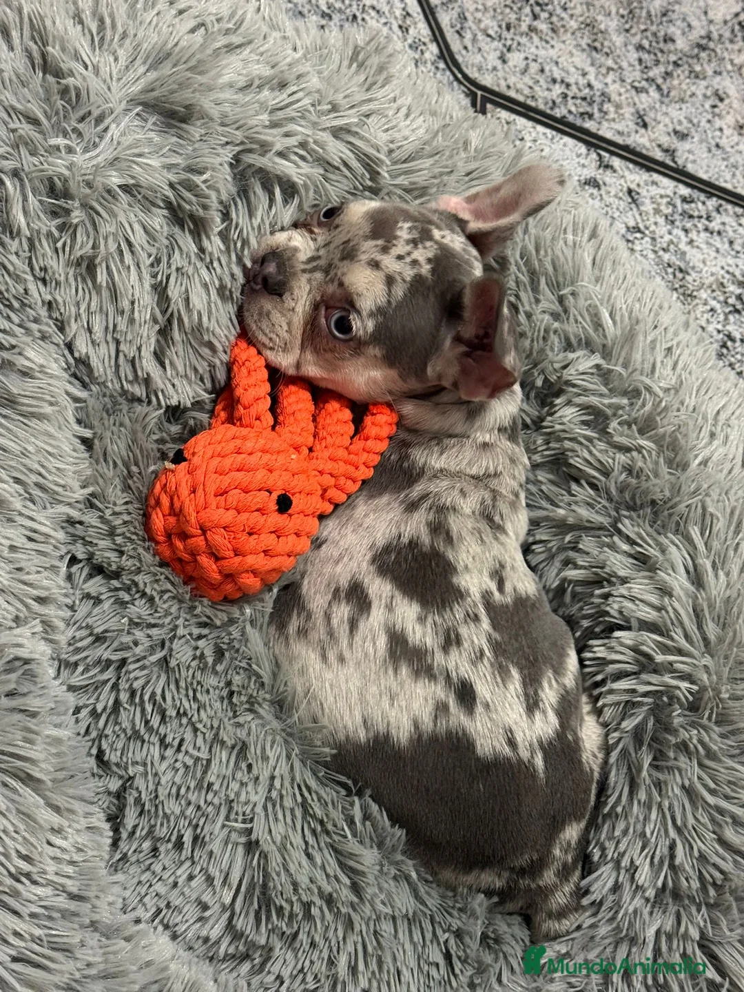 Bulldog Francés perros en venta: Cachorros bulldog francés  - Anuncio 2