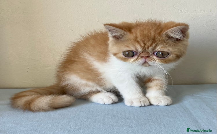 Exótico de Pelo Corto gatos en Girona - Anuncio 1