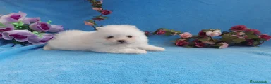 Pomerania 4
