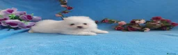 Pomerania perros en venta: IMPRESIONANTES POMERANIA MACHOS Y HEMBRAS  - Anuncio 28