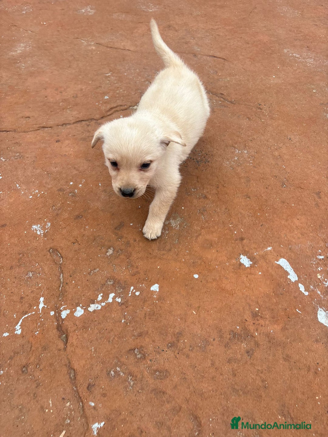 Labrador Retriever perros en venta: Labrador retriever  - Anuncio 6