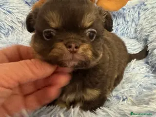 Chihuahua perros Chihuahua línea rusa - Anuncio 31