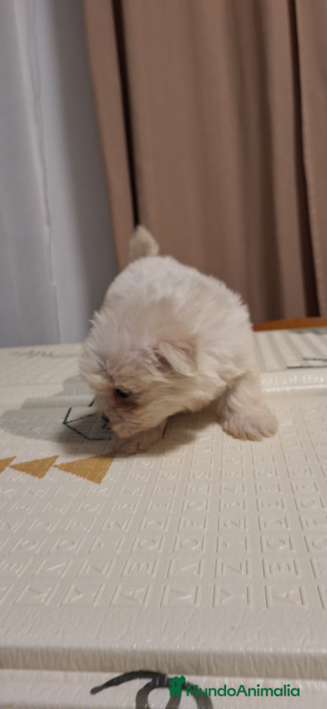 Bichón Maltés perros en venta: Bichón maltés  - Anuncio 4