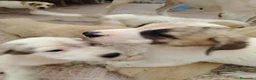 Mastín Español perros en venta: CACHORROS DE MASTÍN ESPAÑOL  - Anuncio 7