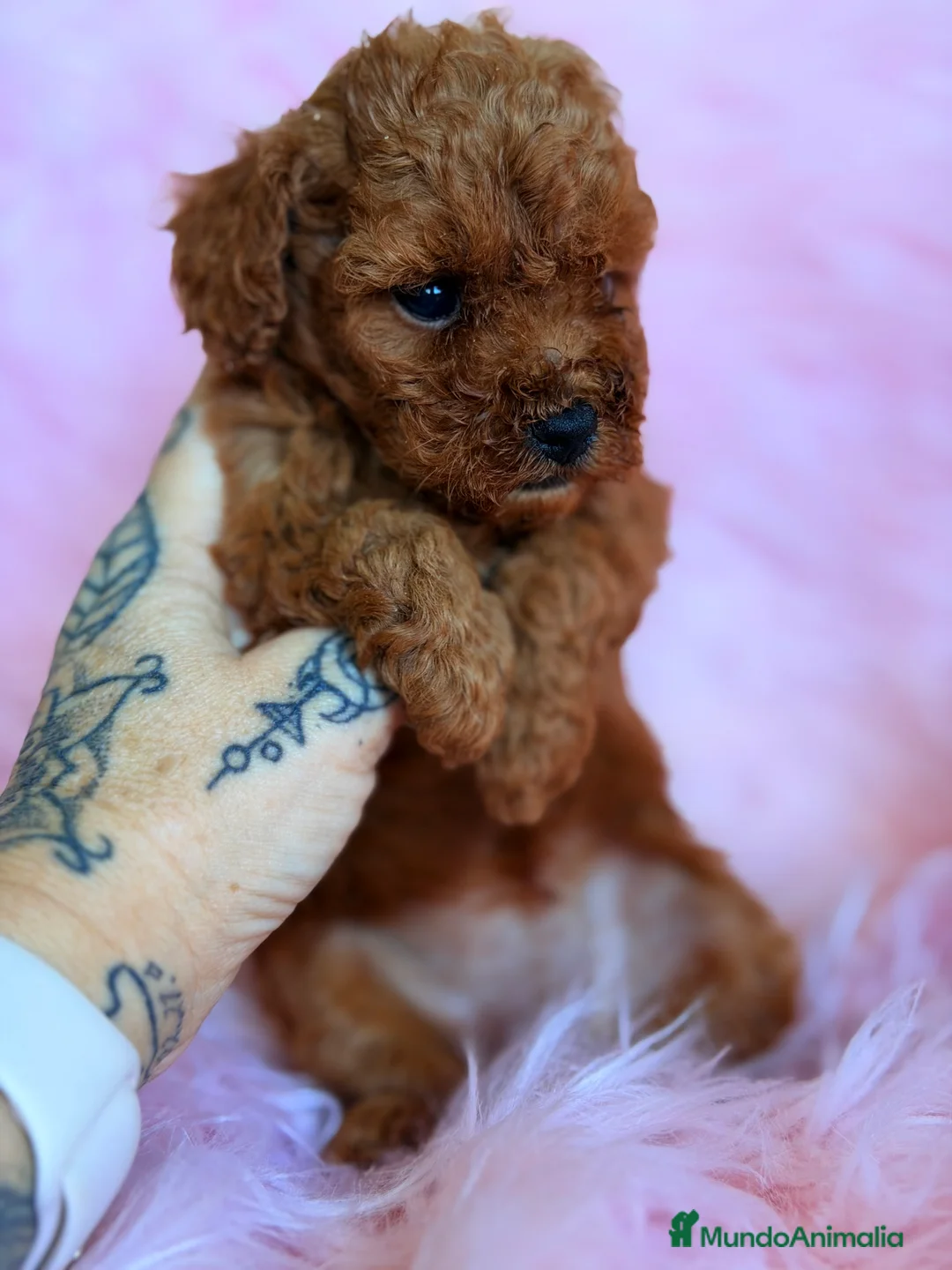 Caniche Toy perros en venta: Caniche Toy rojo pimentón  - Anuncio 4