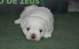Bichón Maltés perros en venta: Bichon maltés  - Imagen 5