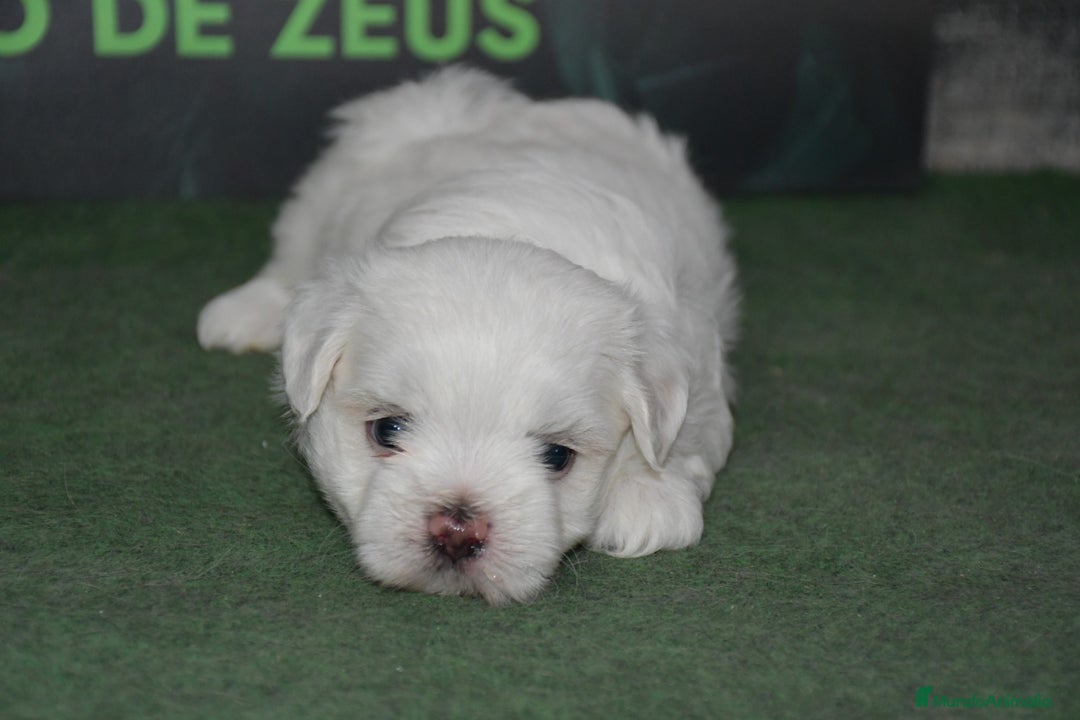 Bichón Maltés perros en venta: Bichon maltés  - Imagen 5