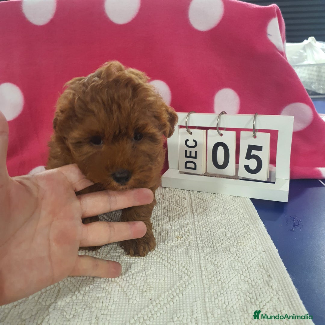 Maltipoo perros en venta: Maltipoo calidad - Anuncio 1