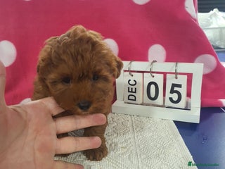 Maltipoo perros Maltipoo calidad - Anuncio 1