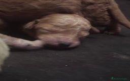 Caniche Toy perros en venta: Caniches toy - Imagen 2