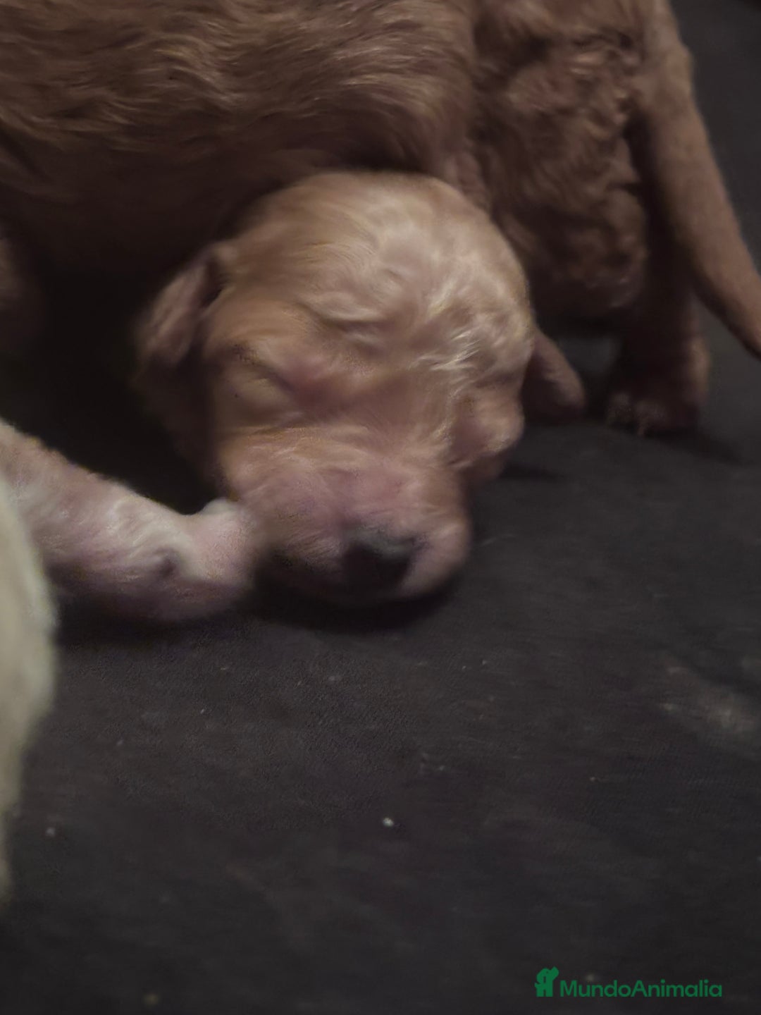 Caniche Toy perros en venta: Caniches toy - Imagen 2