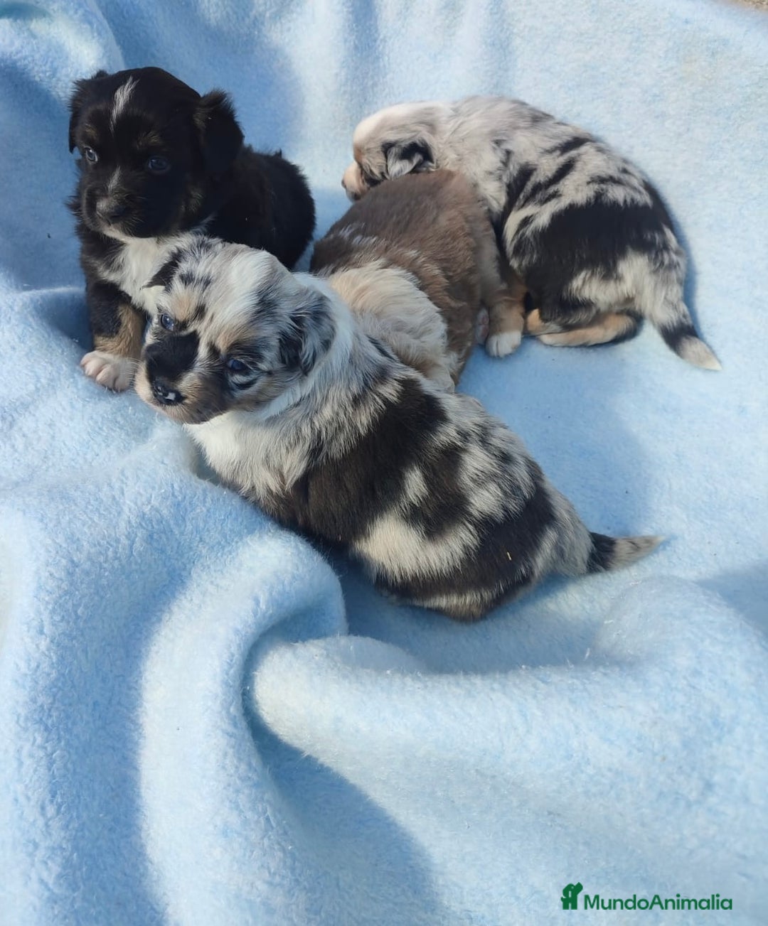 Pastor Miniatura Americano perros en venta: Pastor Americano  - Anuncio 2