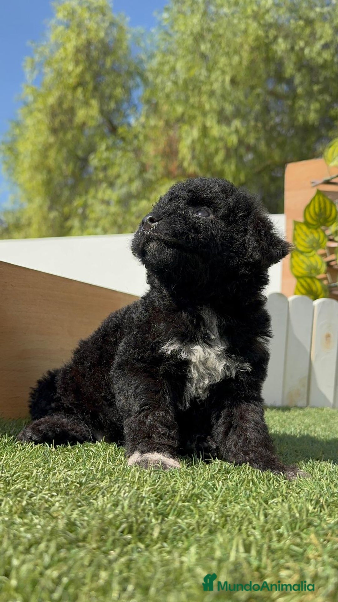 Perro de Agua Español perros en venta: PERRO DE AGUA ESPAÑOL HEMBRA - Imagen 32