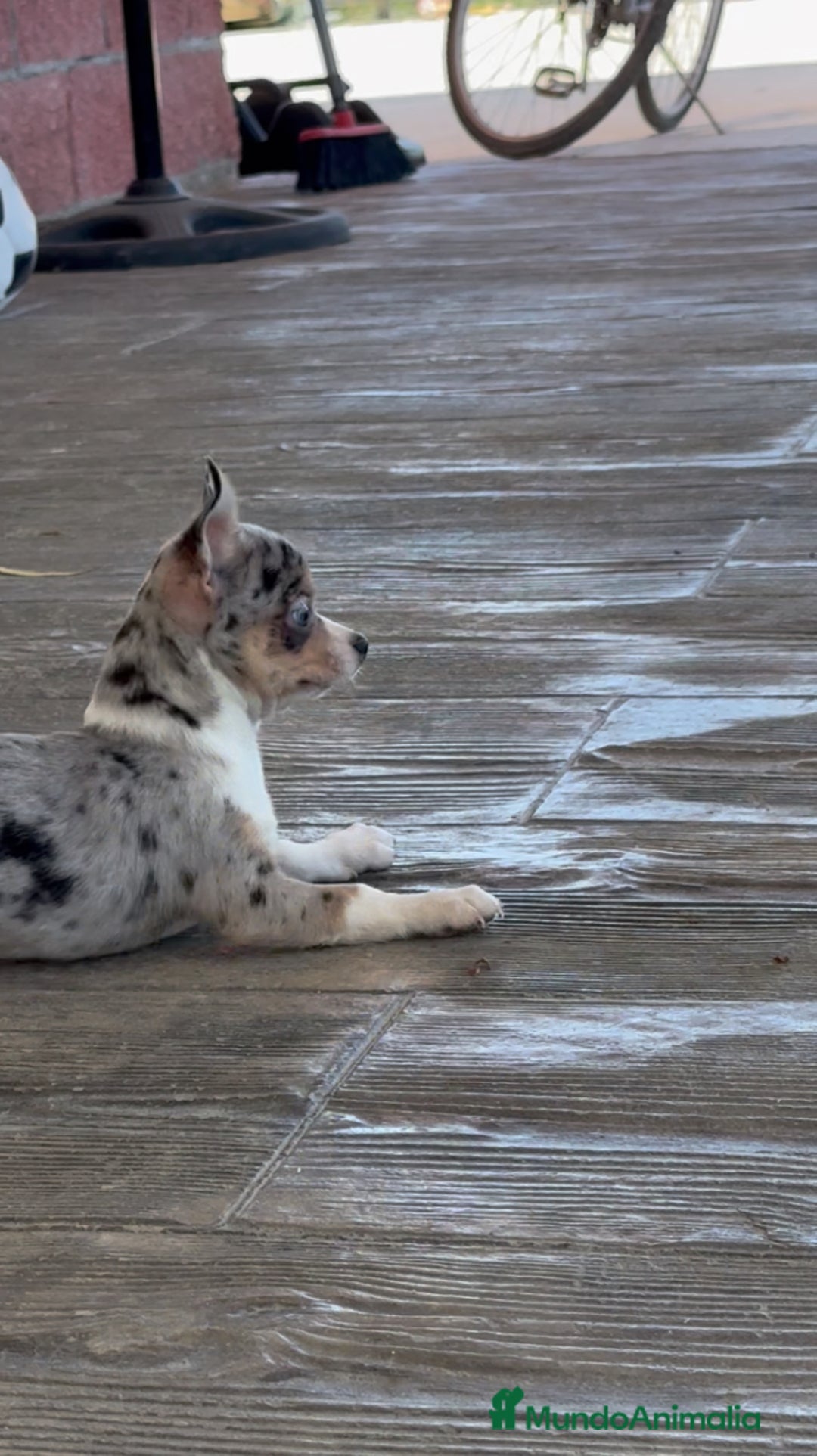 Chihuahua perros en venta: 🌟 TRES PEQUEÑOS CHIHUAHUAS QUE BRILLAN 🌟 - Imagen 4