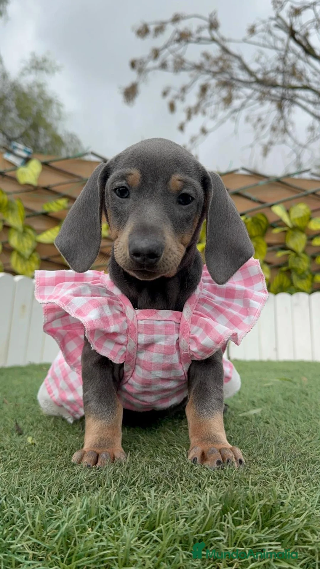 Teckel Miniatura perros en venta: TECKEL MINIATURA - Anuncio 14