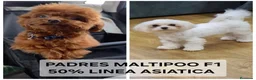 Maltipoo perros en venta: Preciosos Maltipoo - Anuncio 7