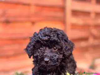 Caniche Toy perros en venta: Preciosa cachorra caniche toy negra - Anuncio 1