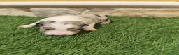 Border Collie perros en venta: Border collie merle choco en Valencia - Anuncio 30