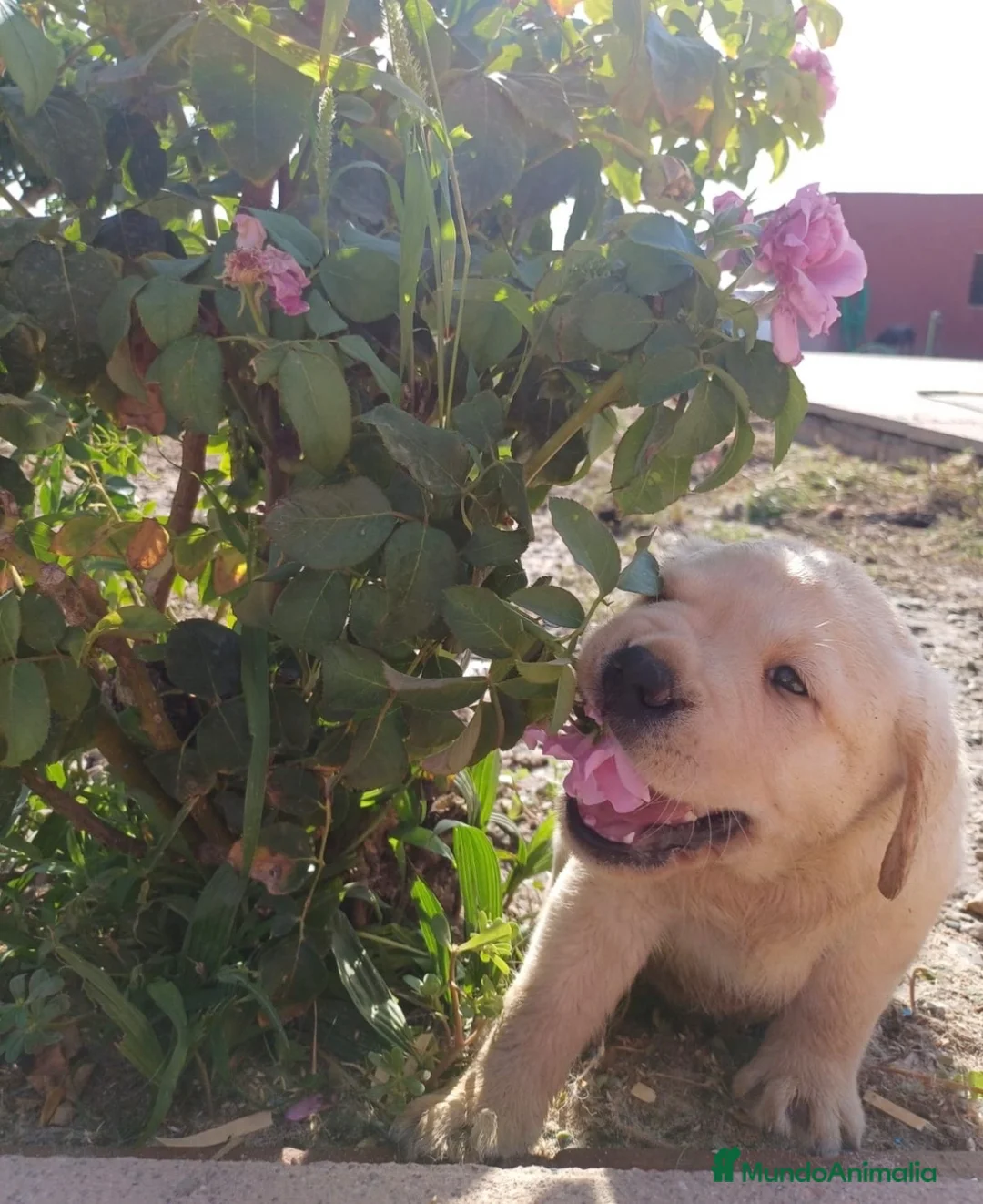 Labrador Retriever perros en venta: Labrador macho dorado🐶🐾 en Cádiz - Anuncio 1