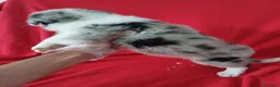 Border Collie perros en venta: Border Collie Merle  - Anuncio 3
