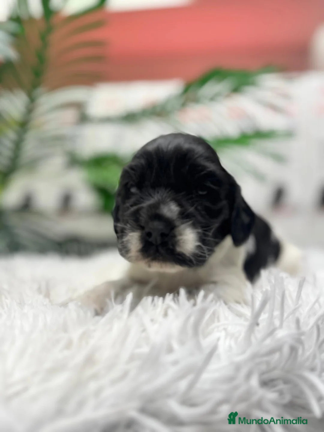 Cocker Spaniel Inglés perros en venta: COCKER BLANCO Y NEGRO DISPONIBLE - Anuncio 8