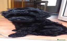 Caniche Toy perros en venta: Caniche toy macho negro  - Imagen 1