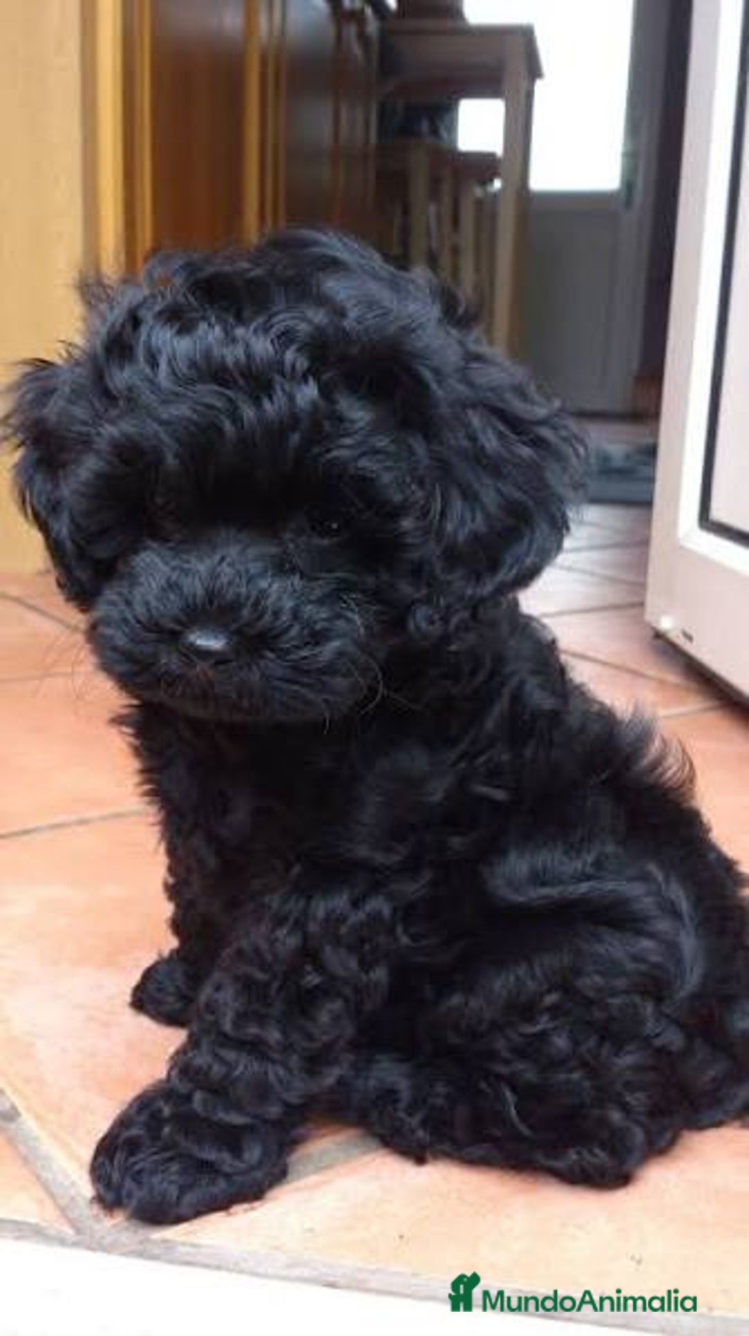 Caniche Toy perros en venta: Caniche toy macho negro  - Imagen 1