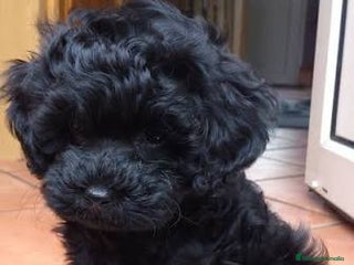 Caniche Toy perros - Anuncio 19