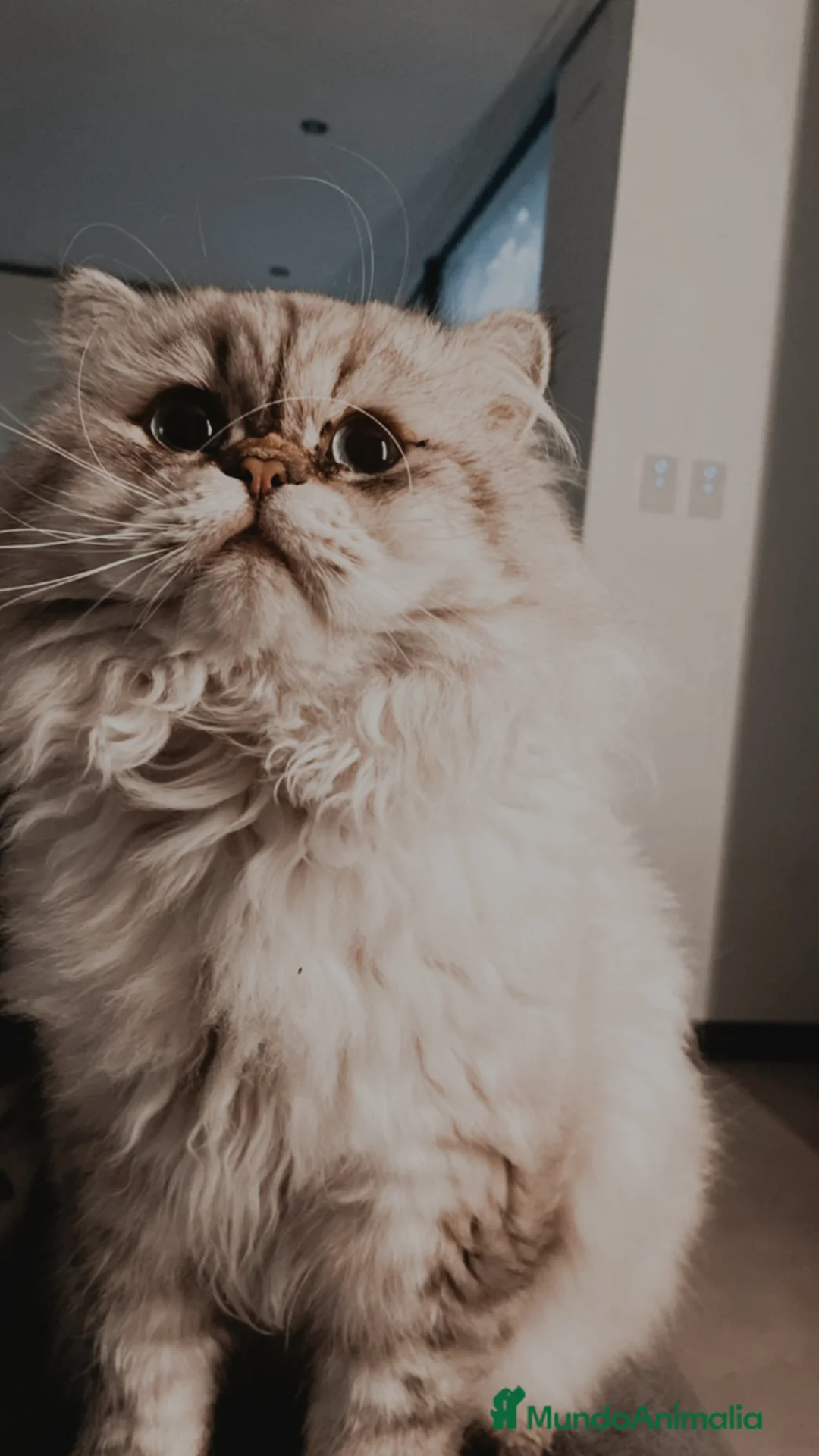 Británico de Pelo Largo gatos en venta: Gato Adulto british longhair - Anuncio 4