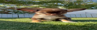 Chihuahua 1