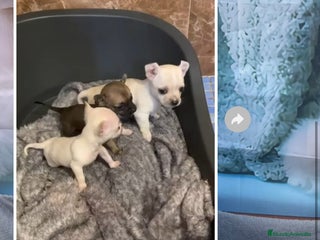 Chihuahua perros Chihuhuas mini - Anuncio 1