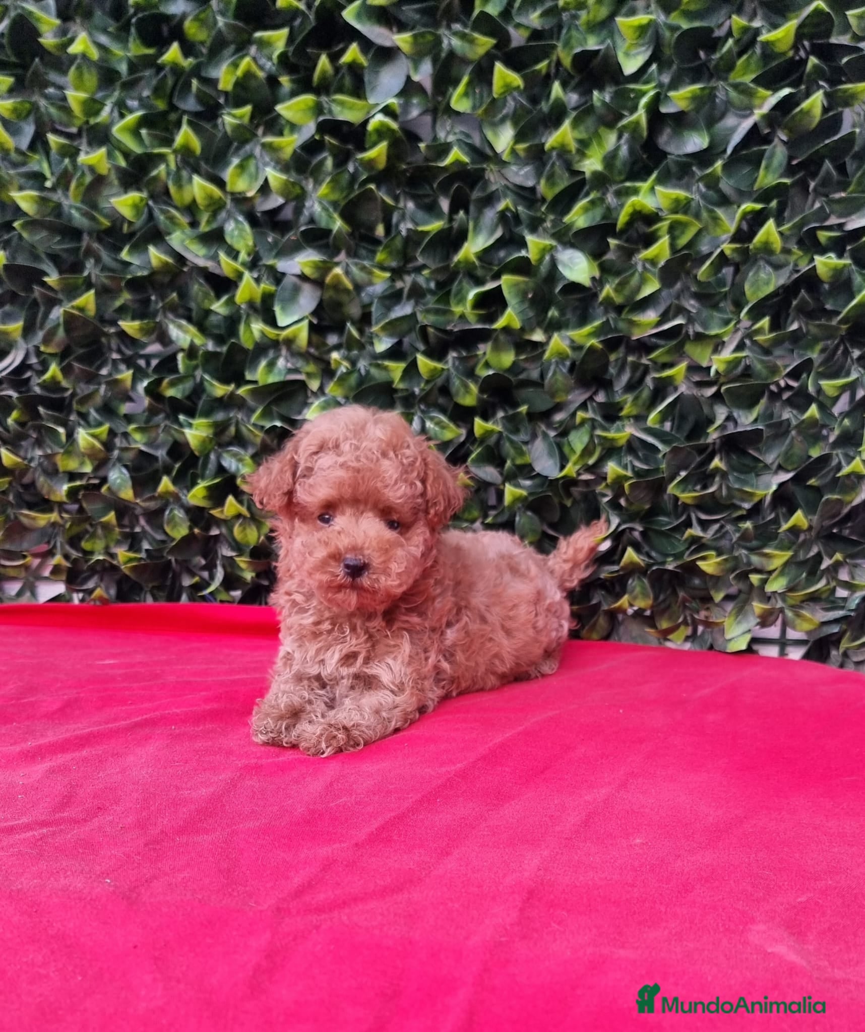 Caniche Toy perros Caniches toy y enano en Barcelona - Anuncio 15