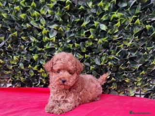 Caniche Toy perros en Barcelona - Anuncio 17