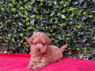 Caniche Toy perros Caniches toy y enano en Barcelona - Anuncio 10