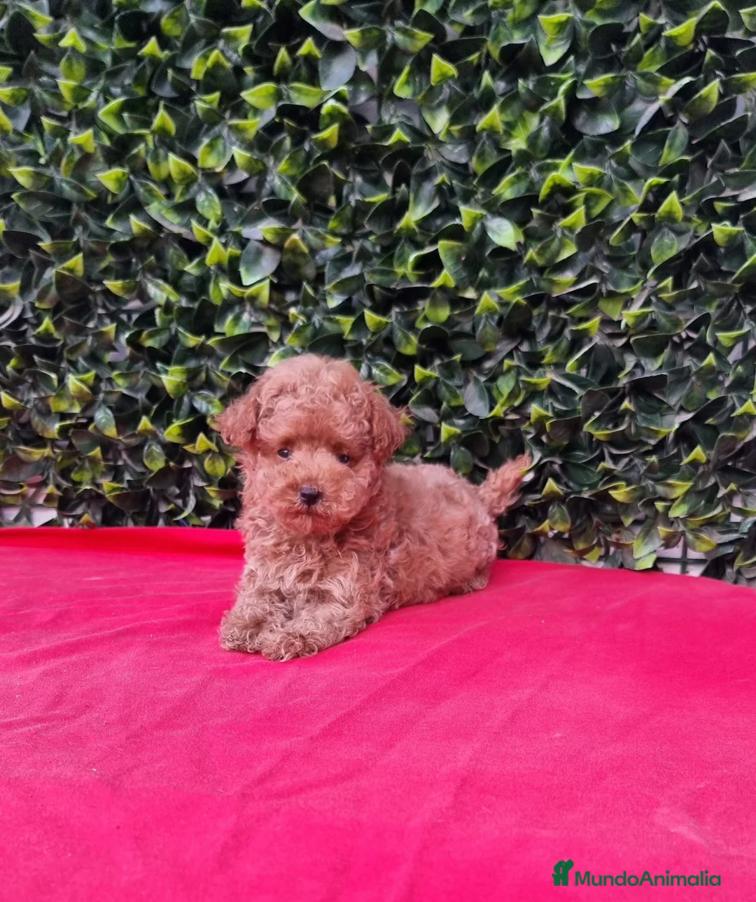 Caniche Toy perros en venta: Caniches toy y enano en Barcelona - Anuncio 1