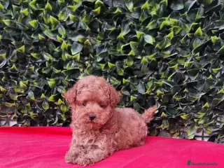 Caniche Toy perros Caniches toy y enano en Barcelona - Anuncio 27